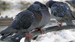 Winter Birds Pigeons