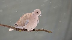 Winter Birds Pigeons