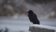 Winter Birds Ravens