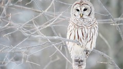 Winter Birds White Owl