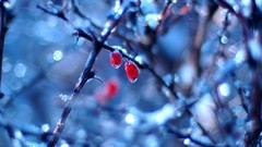 Winter branches ice Berries bokeh depth of field