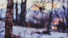 Winter branches Plants bokeh blurred