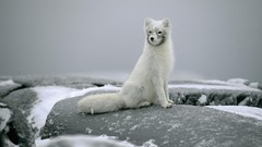 Winter Canada coat arctic fox portraits