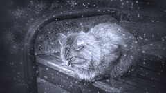 Winter cats bench artwork
