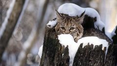 Winter cats lynx
