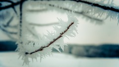 Winter depth of field
