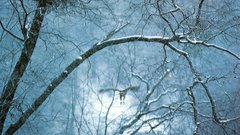 Winter eagle high 1966 ernst kodachrome haas