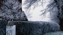 Winter for Now walls just some dced