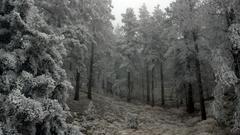 Winter forest cold day Frozen