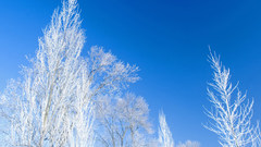 Winter forest nature