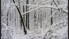 Winter forest nature