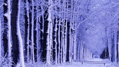 Winter forests