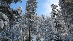Winter forests