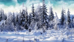 Winter forests