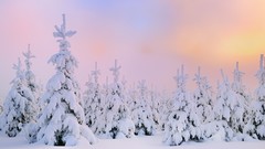 Winter forests