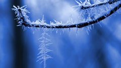 Winter frost