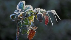 Winter frost
