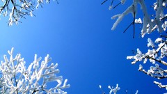 Winter frost skyscapes