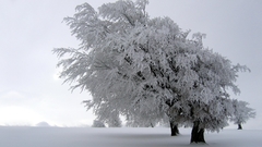 Winter high Resolution