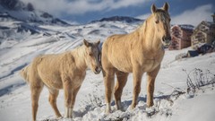 Winter Horses