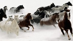 Winter Horses Manga