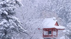 Winter Japan forests