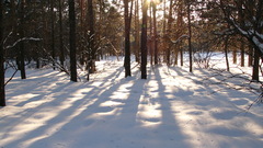 Winter Landscapes nature