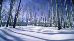 Winter Landscapes nature snow