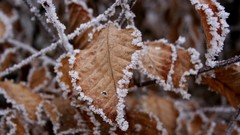 Winter leaves frost