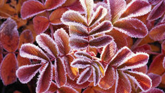 Winter leaves red color