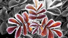 Winter leaves This one