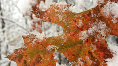 winter leaves Trees snow photography nature