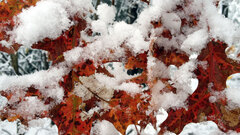 winter leaves Trees snow photography nature