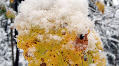 winter leaves Trees snow photography nature outdoors