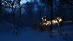 Winter lights forests
