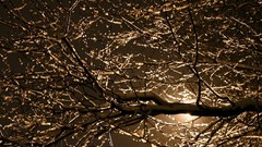 Winter night new year Christmas