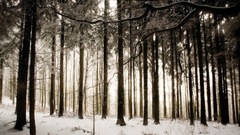 Winter one Wood 2560x1600 hermik