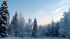 Winter or snowy thread