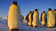 Winter Penguins Arctic