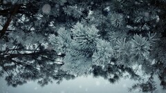 winter Plants Trees pine trees frost outdoors snow