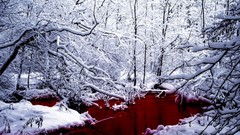 Winter red blood rivers