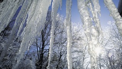 Winter scenes icicles Trees