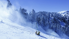 Winter season snow Trees