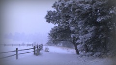 Winter silence fences