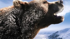 Winter snow Animals Bears