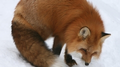 Winter snow Animals foxes