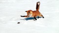 Winter snow Animals hunting