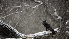 Winter snow Animals tree