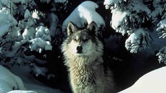 Winter snow Animals Wolves