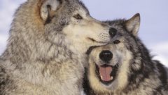 Winter snow Animals Wolves